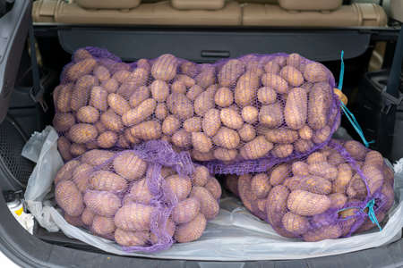 loaded car carries on the trunk bags of potatoes. trunk of a car filled with potatoesの写真素材