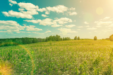 Beautiful meadow field with fresh grass and yellow dandelion flowers in nature against a blurry blue sky with clouds. Green meadow under blue sky with clouds. background. tonedの写真素材