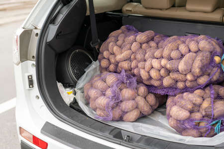 loaded car carries on the trunk bags of potatoes. trunk of a car filled with potatoes. tonedの写真素材