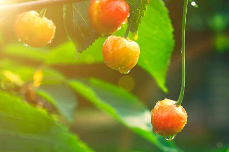 Cherry berries on a tree in the sun. sour cherries on the branch. sweet cherries on a branch just before harvest in early summer. tonedの写真素材