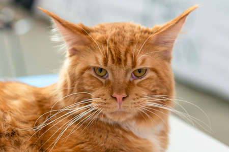 Sunny portrait of cute red ginger in sunny summer day. ginger cat liyng. tonedの写真素材