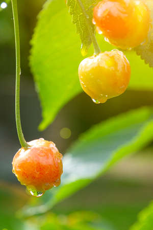 Cherry berries on a tree in the sun. sour cherries on the branch. sweet cherries on a branch just before harvest in early summer. tonedの写真素材