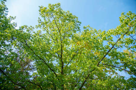 The foliage of the trees against the blue sky. crown of a young, green maple tree, against the blue skyの写真素材