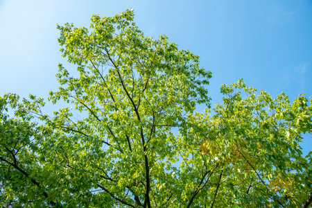 The foliage of the trees against the blue sky. crown of a young, green maple tree, against the blue skyの写真素材