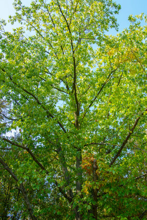 The foliage of the trees against the blue sky. crown of a young, green maple tree, against the blue skyの写真素材