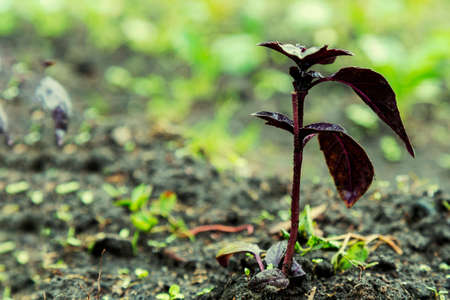 purple Basil in the garden. garden fresh basil. Close up. tonedの写真素材