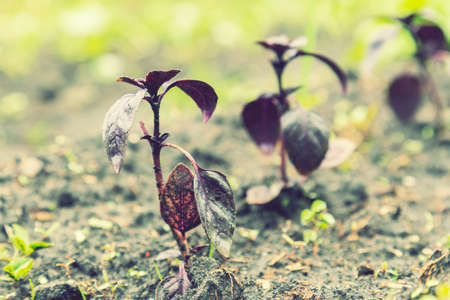 purple Basil in the garden. garden fresh basil. Close up. toned