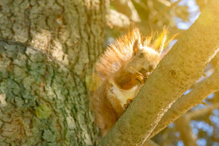 Squirrel with a nut on the tree . Funny squirrel whis a nut . Sciurus. Rodent. A squirrel sits on a...