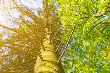Tree top seen from the bottom. Up view of tree and sunlight effect. suns rays make their way through...