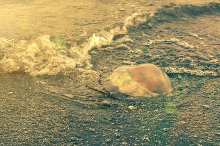 Blue Barrel jellyfish. Jellyfish on the sand on Baltic beach. Selective focus. High quality photo. Sky and water. Jellyfish on the beach in the morning. toned.の写真素材