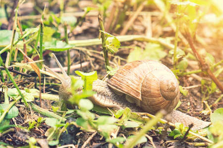 Big snail in shell crawling on road, summer day in garden. Big snail on the ground. Helix pomatia, common names the Roman snail. tonedの写真素材