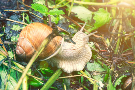 Big snail in shell crawling on road, summer day in garden. Big snail on the ground. Helix pomatia, common names the Roman snail. tonedの写真素材