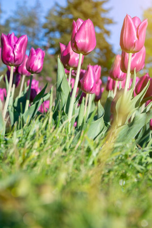 Many buds of dark purple blossoming tulips in the garden. Flowerbed with pink tulips in spring. vertical photoの写真素材