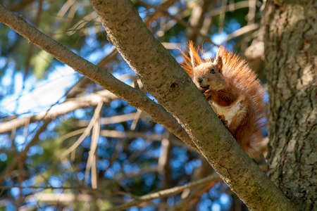 Squirrel with a nut on the tree . Funny squirrel whis a nut . Sciurus. Rodent. A squirrel sits on a tree and eats a nut. Beautiful squirrel in the parkの写真素材