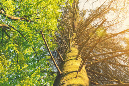 Tree top seen from the bottom. Up view of tree and sunlight effect. suns rays make their way through the branches of a tree. Deciduous tree seen from the bottom. tonedの写真素材