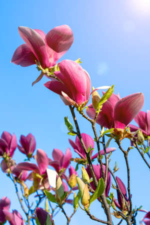 Flowering magnolia branches against a perfectly clear blue sky. Rich red magnolia flowers against a deep blue sky. tonedの写真素材