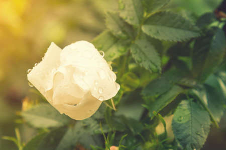 pink jasmine flower after rain. Blooming droplet after rain in green garden on branch tree green background. tonedの写真素材