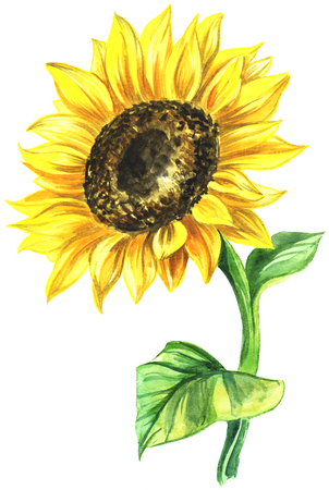 watercolor painted sunflower. painted on paper single flower in color.の写真素材