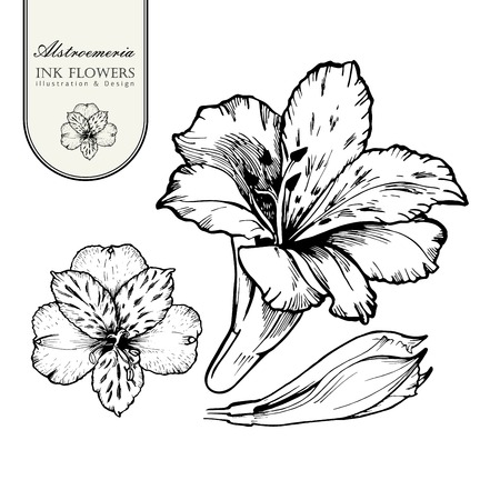 Black ink line style sketch flower. Hand painted Alstroemeria flower.のイラスト素材