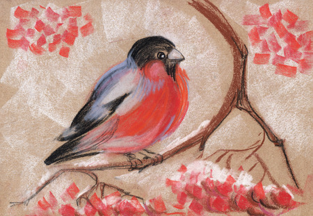 Bullfinch on a branch of mountain ash. Abstract hand drawn with soft pastel illustration.の写真素材