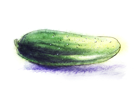 Juicy ripe green cucumber. Hand-drawn watercolor paper on wet paper.の写真素材