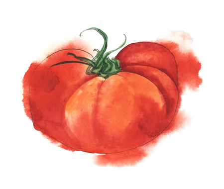 Ripe juicy red tomato. Hand-drawn watercolor illustration on wet paper.の写真素材