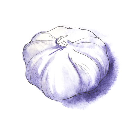 White fresh garlic. Hand-drawn watercolor paper on wet paper.の写真素材