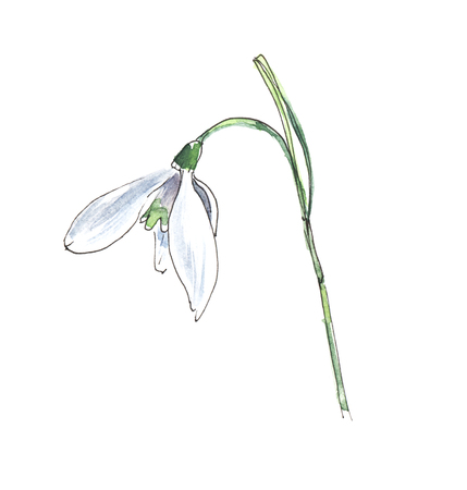 Snowdrop. Small white flower.Hand drawn watercolor illustration on a textured paper. Isolate on a white background.の写真素材