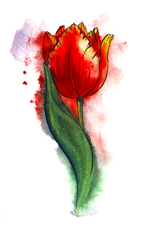 red tulip with green leaves on a white background in a spray of scarlet paint. hand drawn watercolor illustration on raw paper.の写真素材
