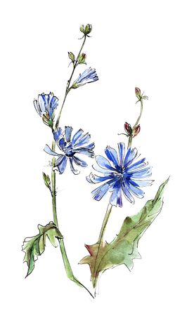 Watercolor sketch of cornflowers isolated on whiteの写真素材