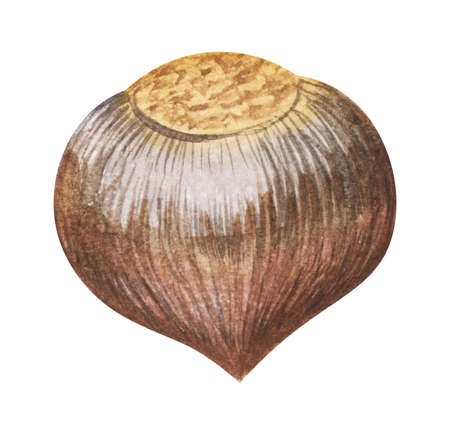 Watercolor realistic image of hazelnut in smooth brown shell. Hand drawn illustration of ripe nut isolated on white background. Healthy diet treat. Forest autumn fruit.の写真素材