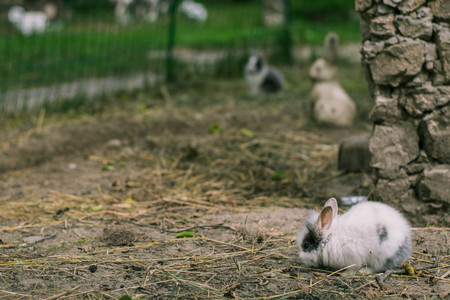 Rabbits. Art design of cute little bunnies in the zooの写真素材