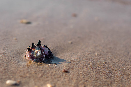 Sea Shell by the beachの写真素材