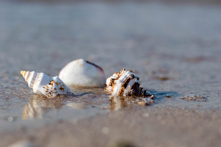 Sea Shell by the beach