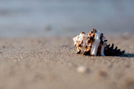 Sea Shell by the beachの写真素材