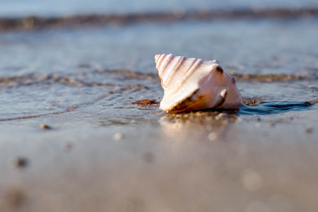Seashellの写真素材