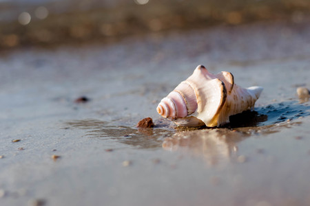 Seashell