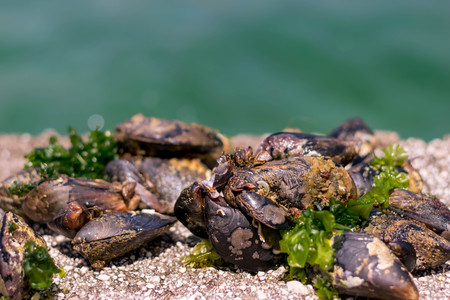 Sea shells stand on Ð° rock near the blue sea.の写真素材