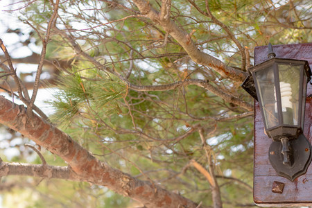 Old Pine Treeの写真素材