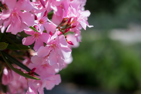 Pink Oleander blossomsの写真素材