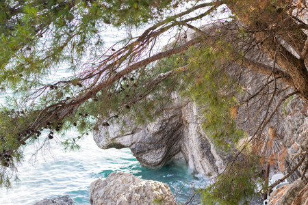 Old Pine Tree