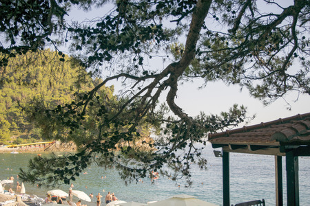 Pine Trees By The Seaの写真素材