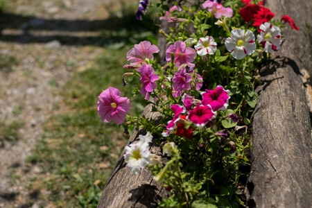 Colorful petunia flowersの写真素材