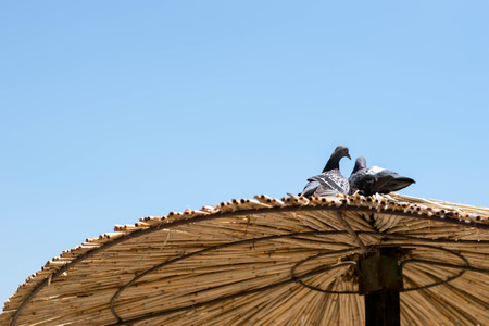Pigeon on the beach, Sunset,の写真素材