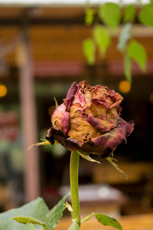 Dried Red Rose Flowerの写真素材