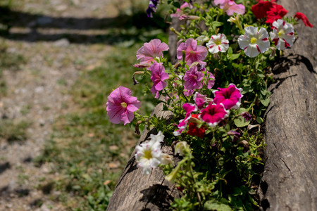 Background made of white and pink petuniasの写真素材