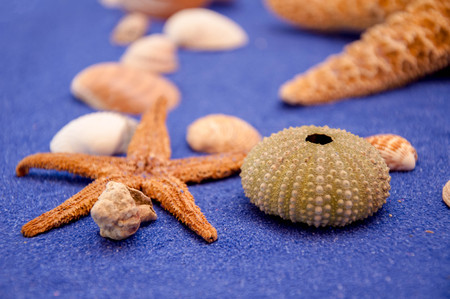 Sea shells and starfishの写真素材
