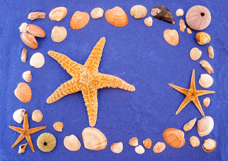 Sea shells and starfishの写真素材