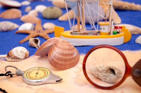 Sea shells and starfishの写真素材