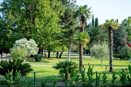 Beautiful landscape in park with tree and green grass field at morningの写真素材